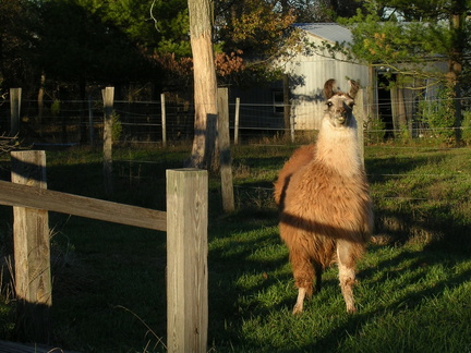 Llama #1