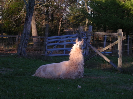 Llama #2